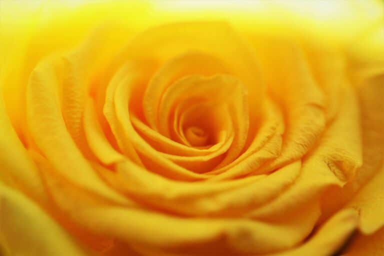 Macro shot of a yellow rose